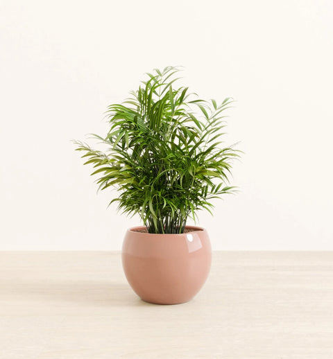 Bamboo Palm