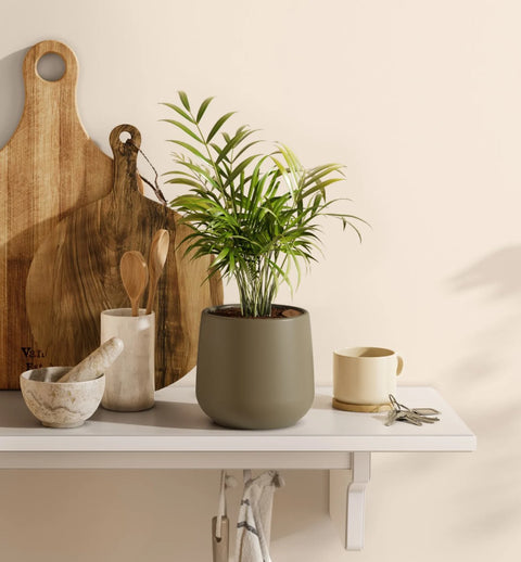 Bamboo Palm