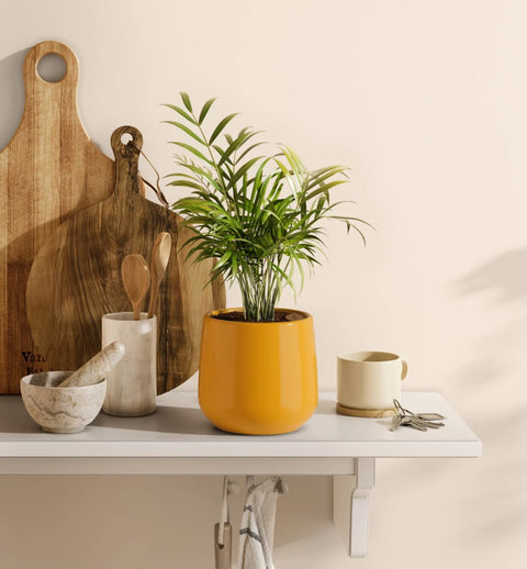 Bamboo Palm
