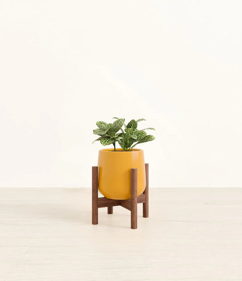 White Nerve Plant