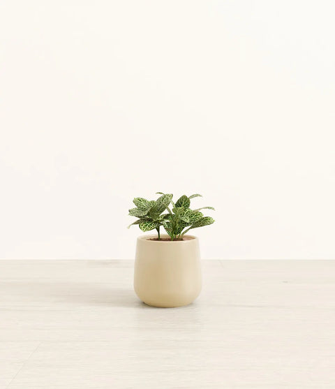 White Nerve Plant