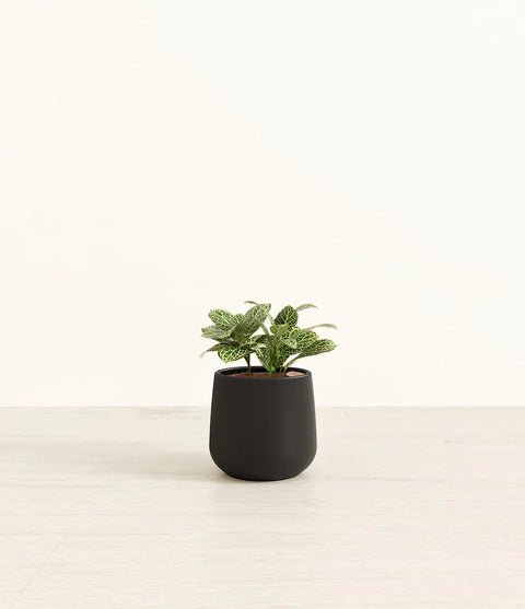 White Nerve Plant