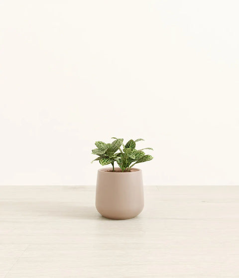 White Nerve Plant