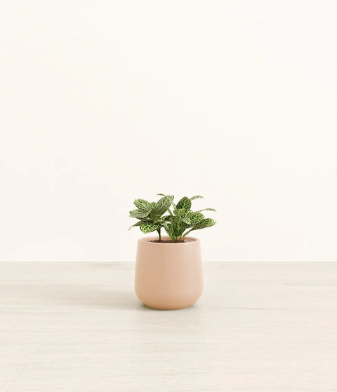 White Nerve Plant