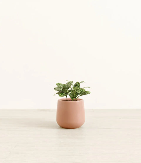 White Nerve Plant
