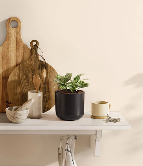 White Nerve Plant