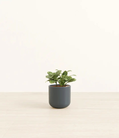 White Nerve Plant