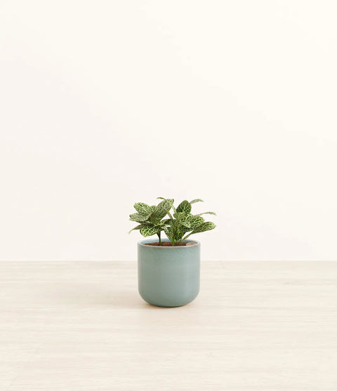 White Nerve Plant