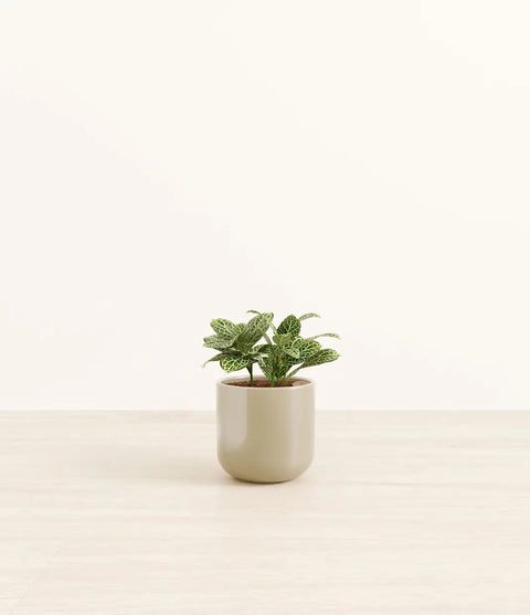White Nerve Plant