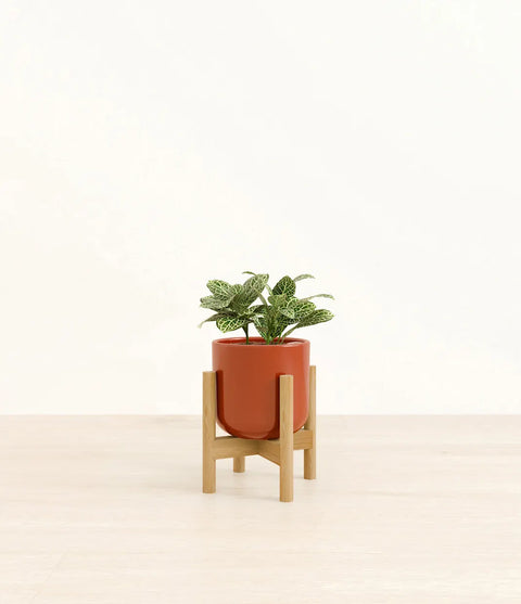 White Nerve Plant