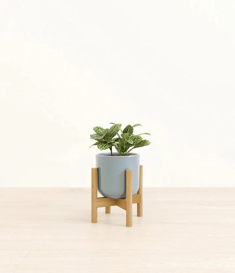 White Nerve Plant