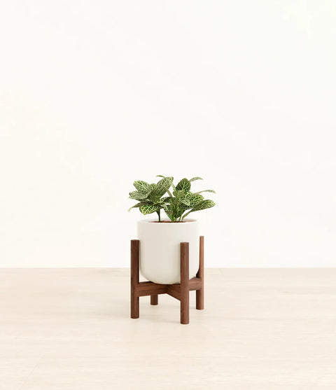 White Nerve Plant