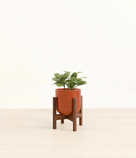 White Nerve Plant