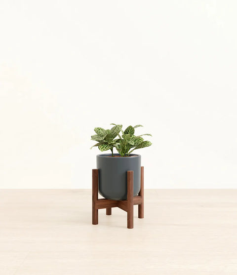 White Nerve Plant