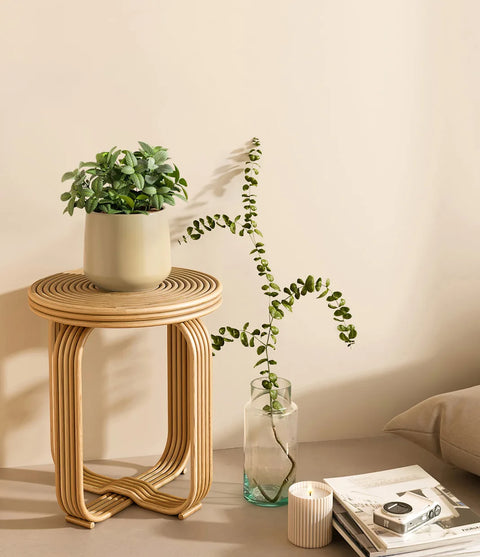 White Nerve Plant