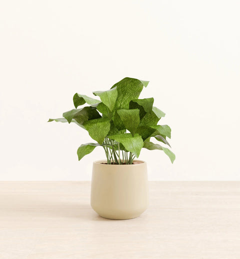 Calathea Musiaca