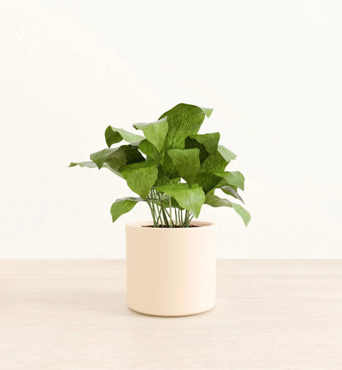Calathea Musiaca