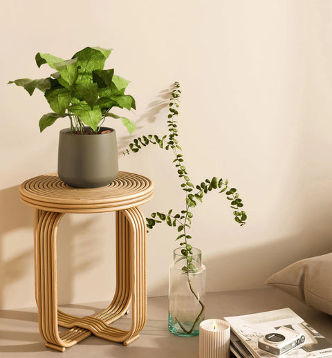 Calathea Musiaca