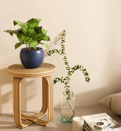 Calathea Musiaca