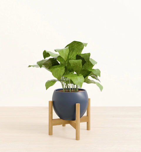 Calathea Musiaca
