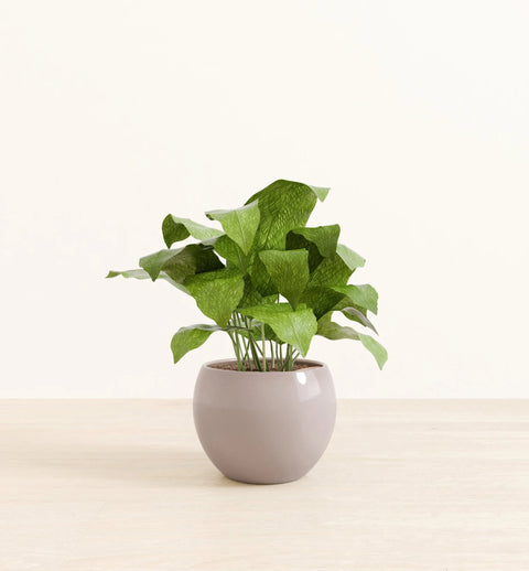Calathea Musiaca