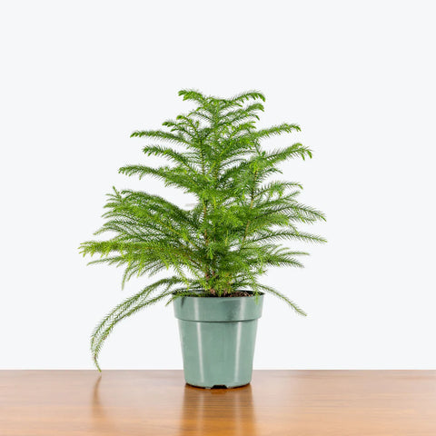 Norfolk Pine