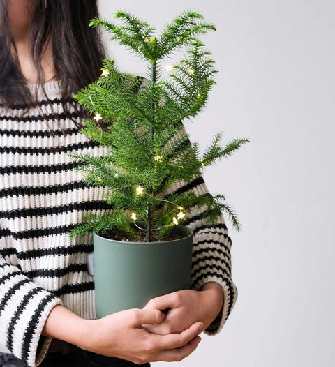 Norfolk Pine