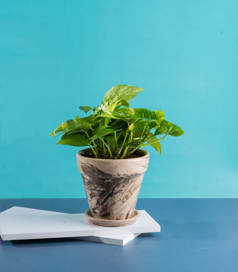 Marble Toned Ceramic Pot