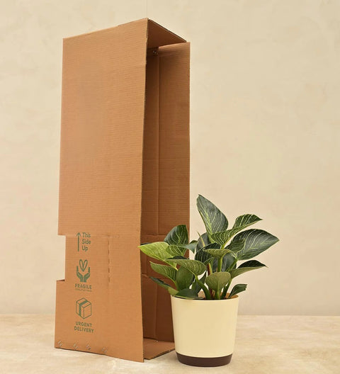 Philodendron Birkin