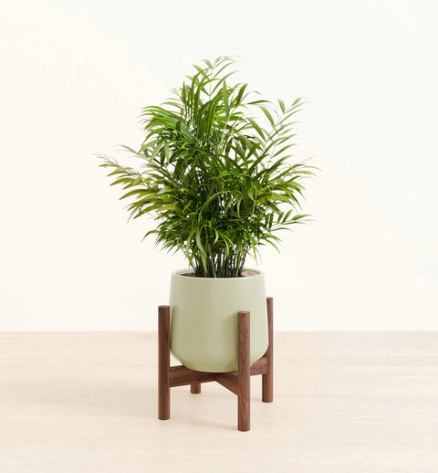 Bamboo Palm