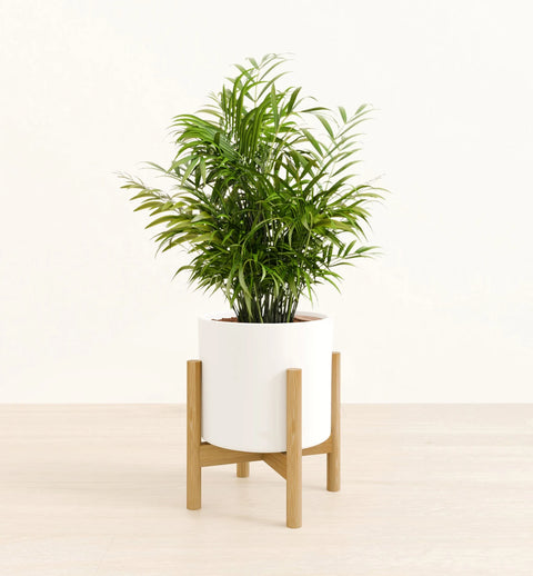 Bamboo Palm