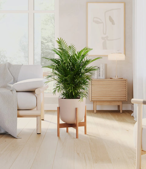Parlour Palm