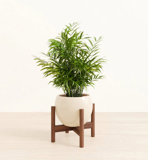 Bamboo Palm