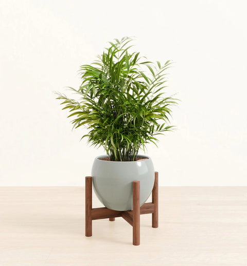 Bamboo Palm