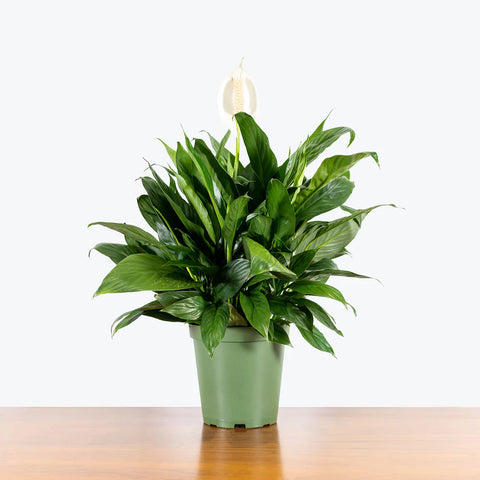 Peace Lily