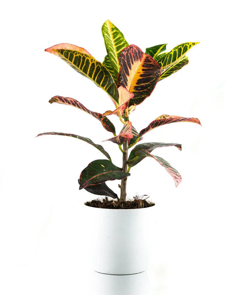 Croton Petra
