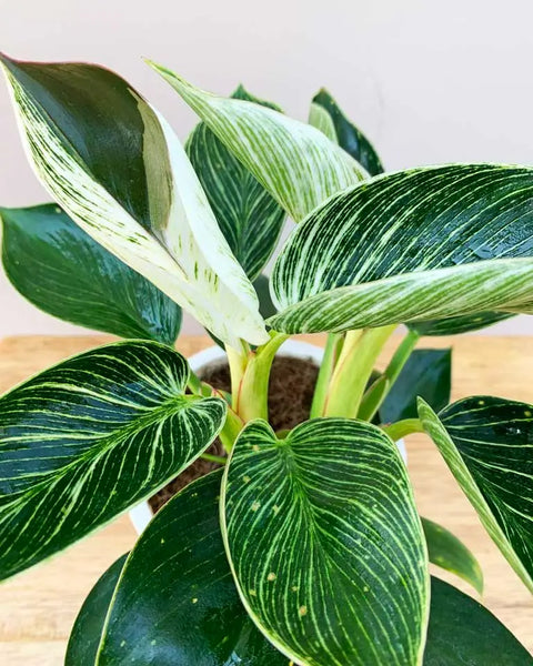 Philodendron Birkin
