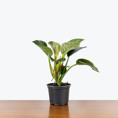 Philodendron Birkin