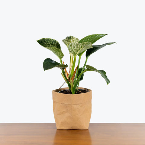 Philodendron Birkin