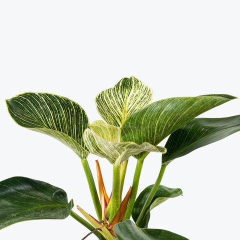 Philodendron Birkin