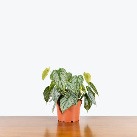 Philodendron Brandtianum - Brandi