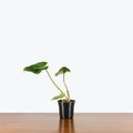 Philodendron Gloriosum
