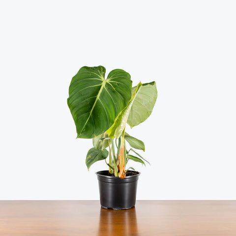Philodendron Gloriosum