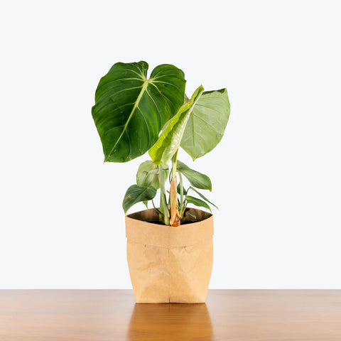 Philodendron Gloriosum