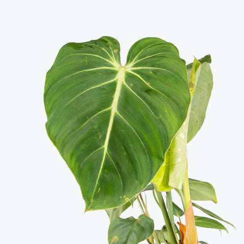 Philodendron Gloriosum