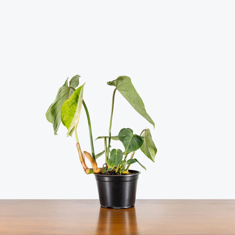 Philodendron Gloriosum