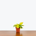 Philodendron Hederaceum - Lemon Lime