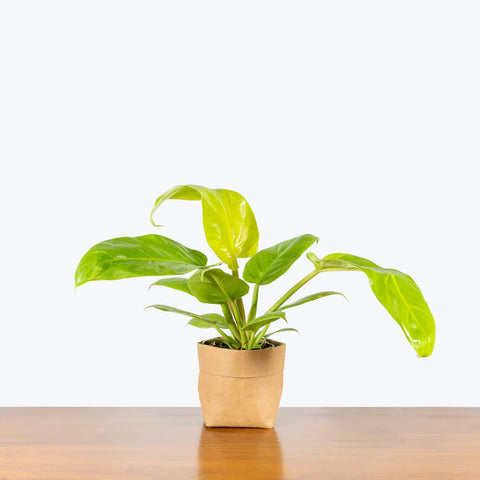 Philodendron Melinonii Gold