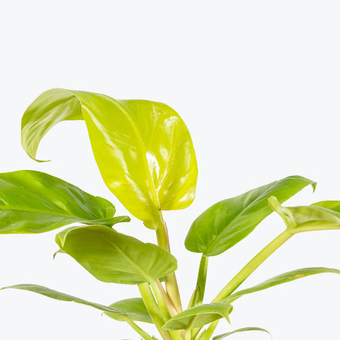 Philodendron Melinonii Gold