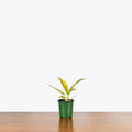 Philodendron Ring of Fire